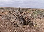 Momordica sessilifolia Marsabit severne GPS174 Kenya 2012_PV0845.jpg